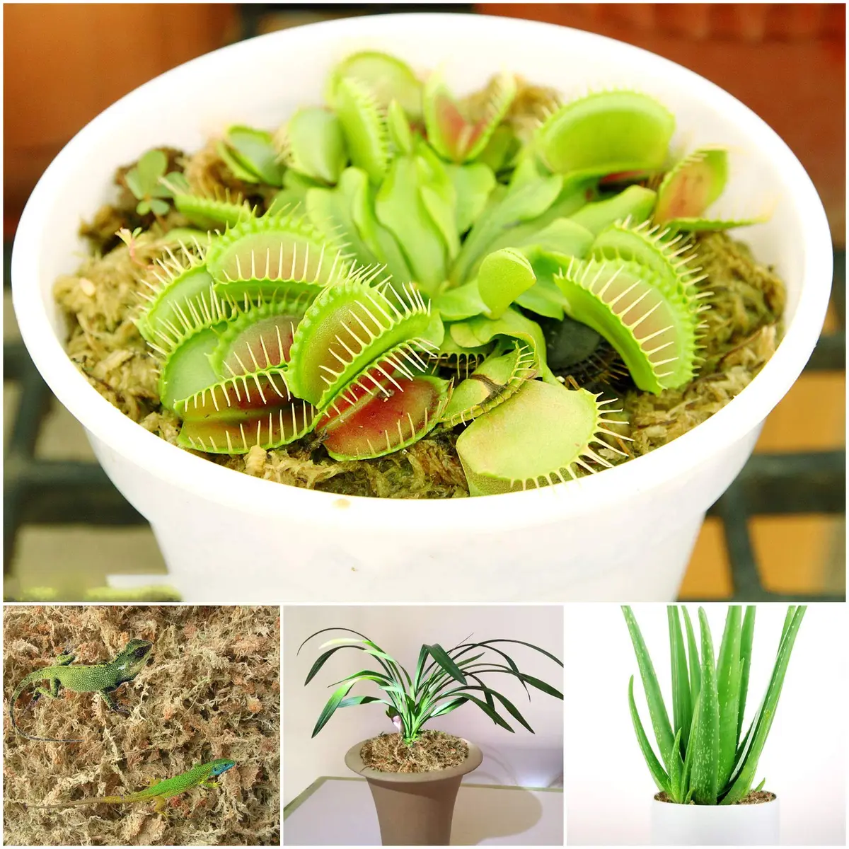 Legigo 4 QT Natural Sphagnum Moss Potting Mix | Moisture-Retentive for Orchids & Carnivorous Plants - view 7