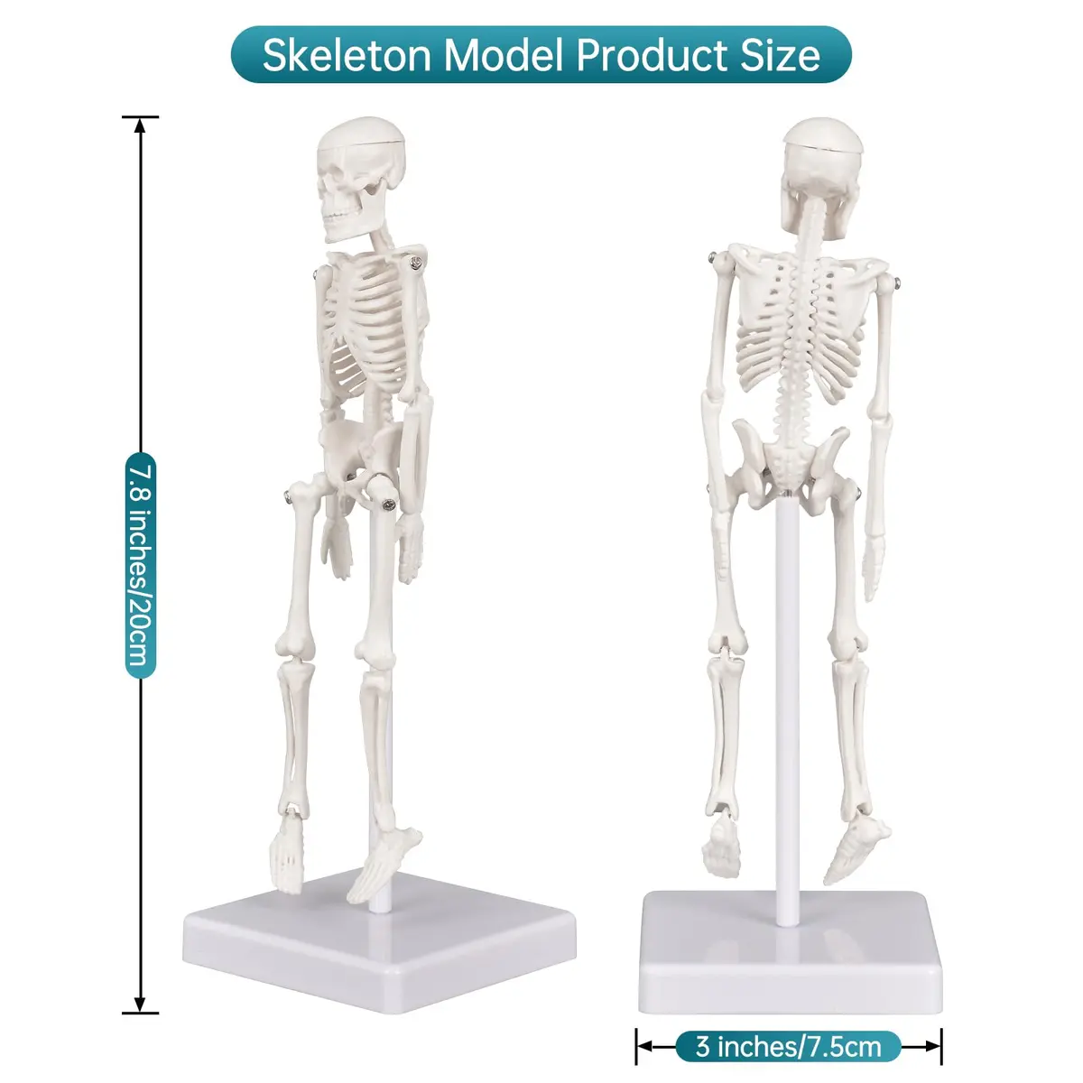 Ultrassist Human Skeleton Model, 7.8" Anatomy Skeleton Figure, Movable Joints, Teaching & Decor - view 2