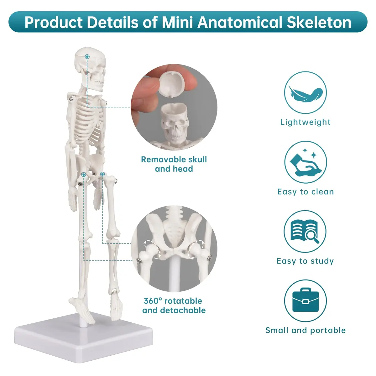 Ultrassist Human Skeleton Model, 7.8" Anatomy Skeleton Figure, Movable Joints, Teaching & Decor - view 3