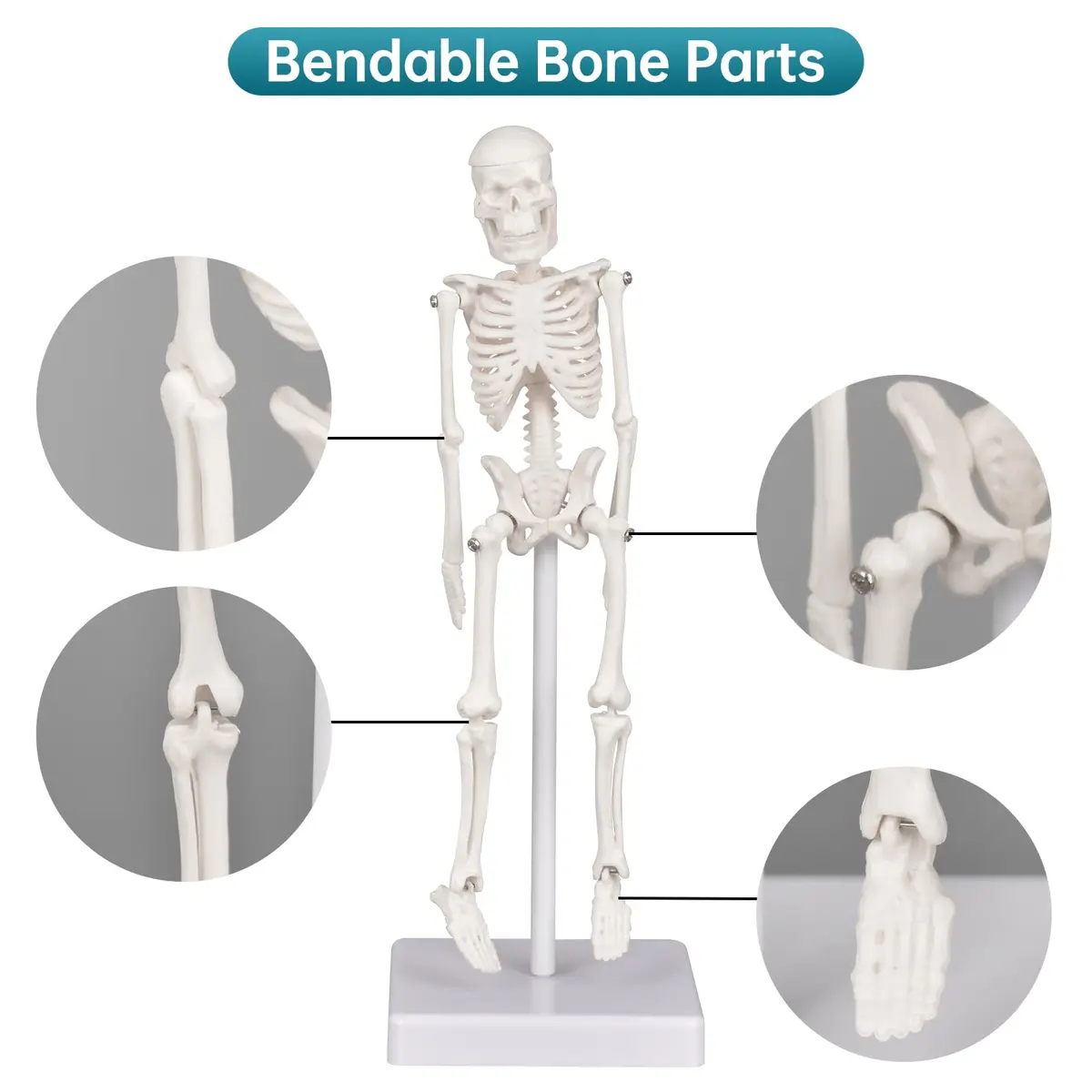 Ultrassist Human Skeleton Model, 7.8" Anatomy Skeleton Figure, Movable Joints, Teaching & Decor - view 4