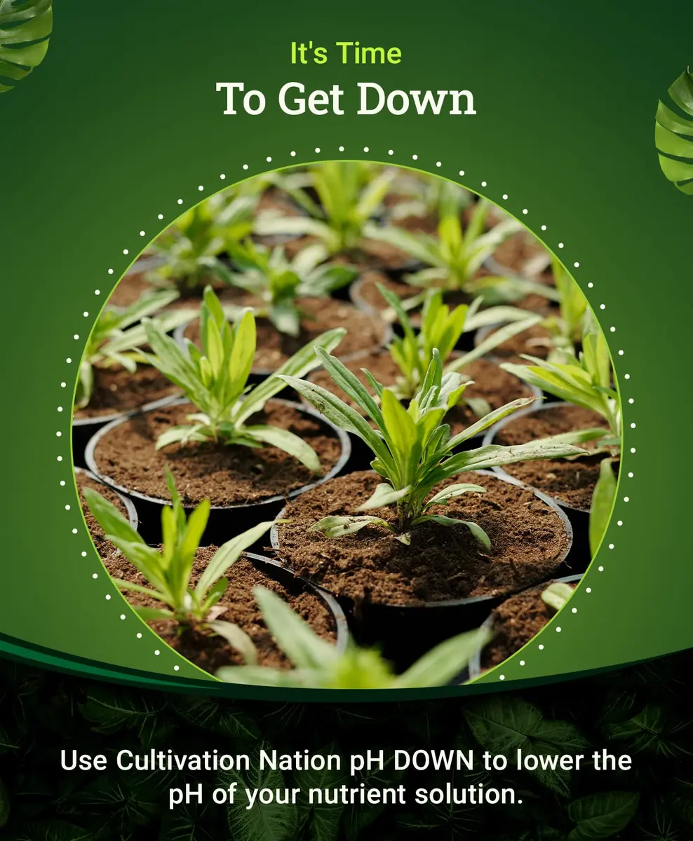 FoxFarm Cultivation Nation pH Down for Plants’ Nutrient Solutions 1 Pint | Formulated with Citric Acid for Soil & Hydroponics - view 4