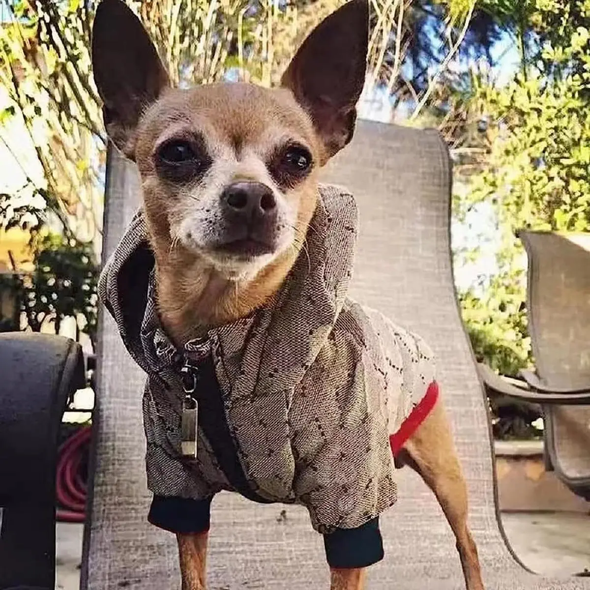 HQREA Dog Hoodie Luxury Winter Small Dog Jacket Clothes Classic Designer French Bulldog Teddy Pug Puppy Clothes(S) | Fashionable, Warm & Practical - view 7