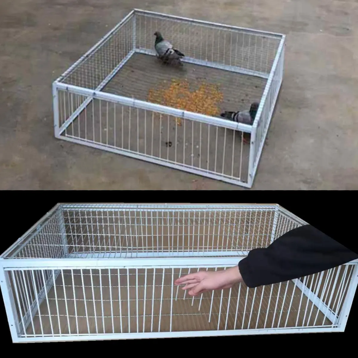 SRRPSPIGEON Pigeon Loft Door 30 cm (12 in) | One-Way Entry for Pigeon Lofts - view 7