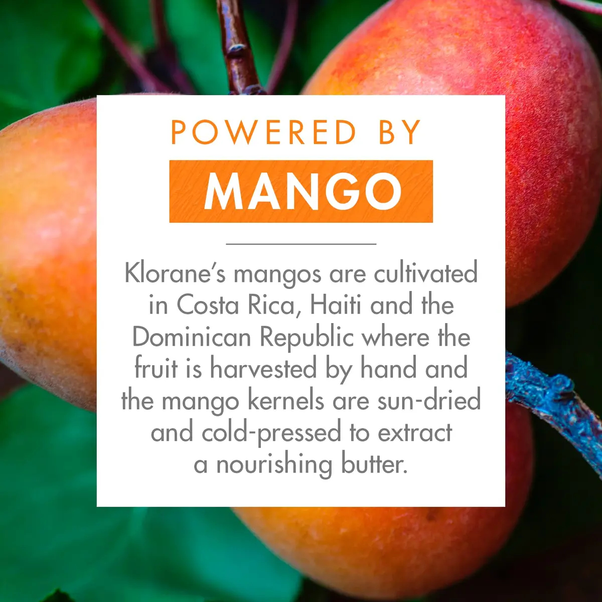 Klorane Nourishing Dry Hair Oil with Mango 3.3 Fl Oz | Hydrating & Protecting Vegan Spray - view 3