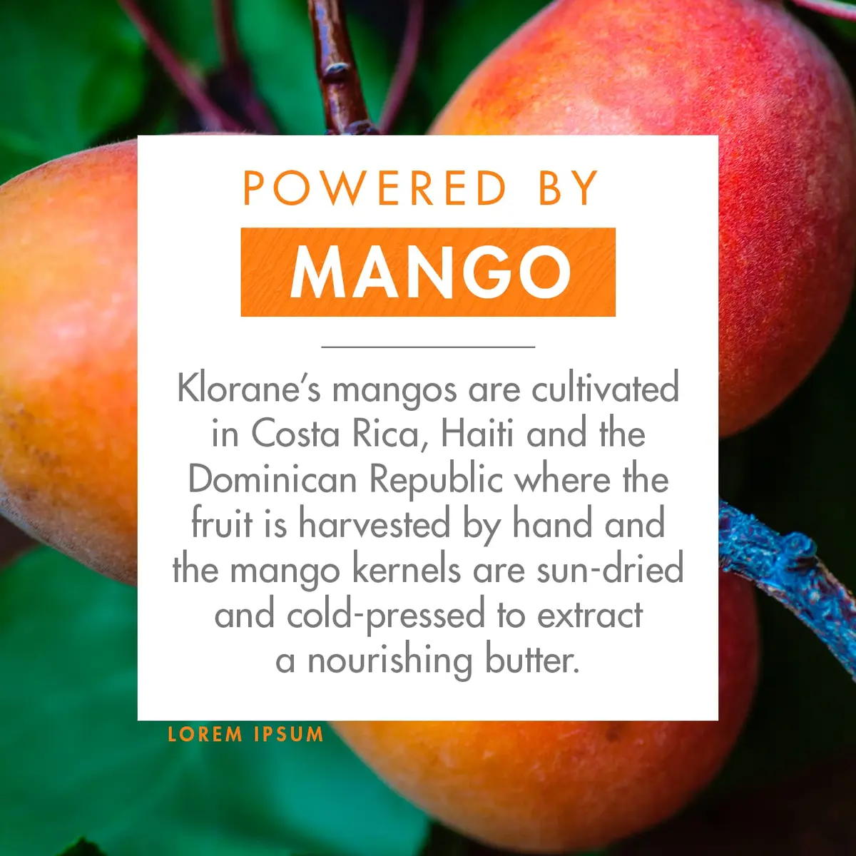 Klorane Nourishing Shampoo Bar with Mango 2.8 Oz | Deeply Nourishes & Hydrates Dry Hair - view 3