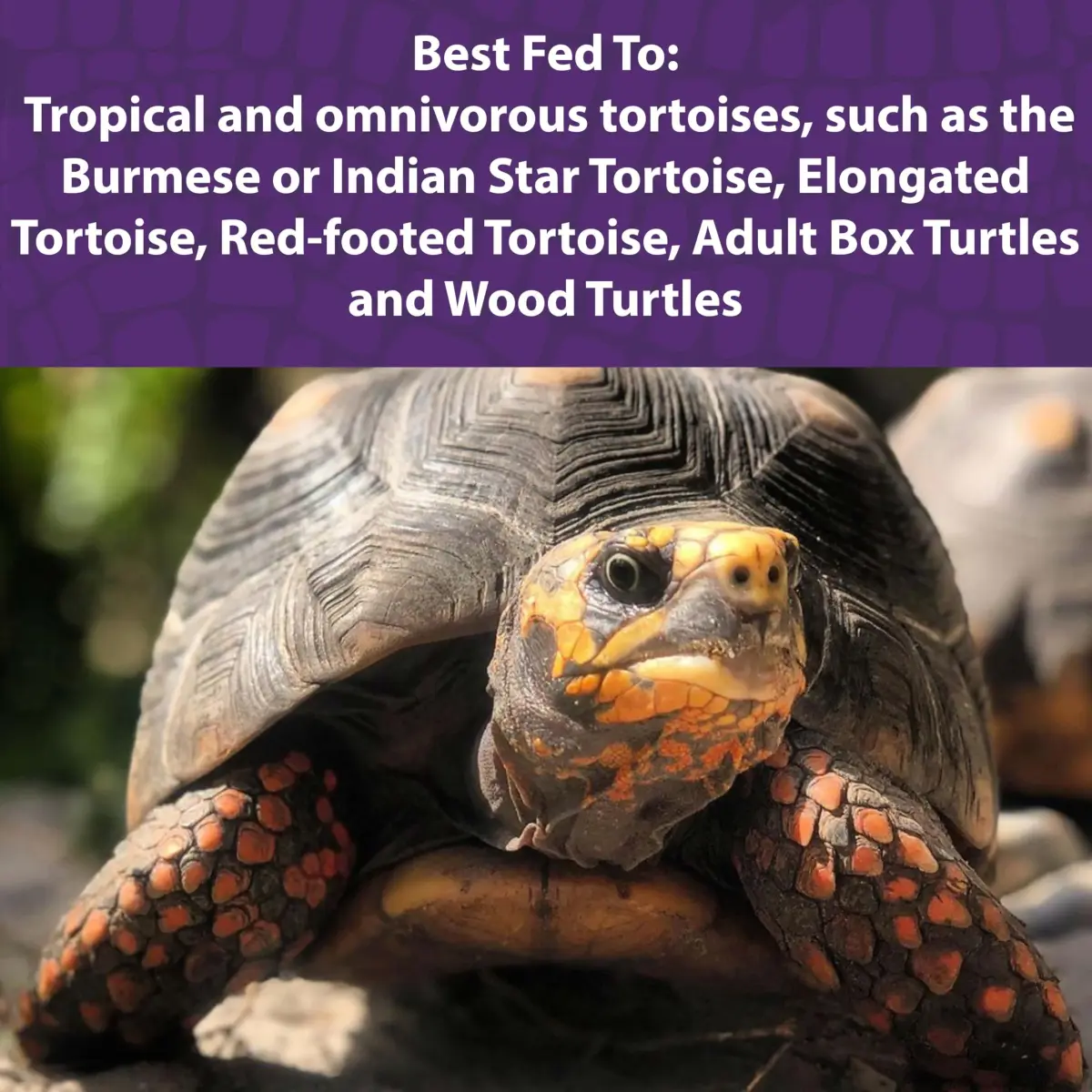Mazuri Tortoise Diet Pellets 20 oz (567 g) | For Tropical & Forest Tortoises - view 3