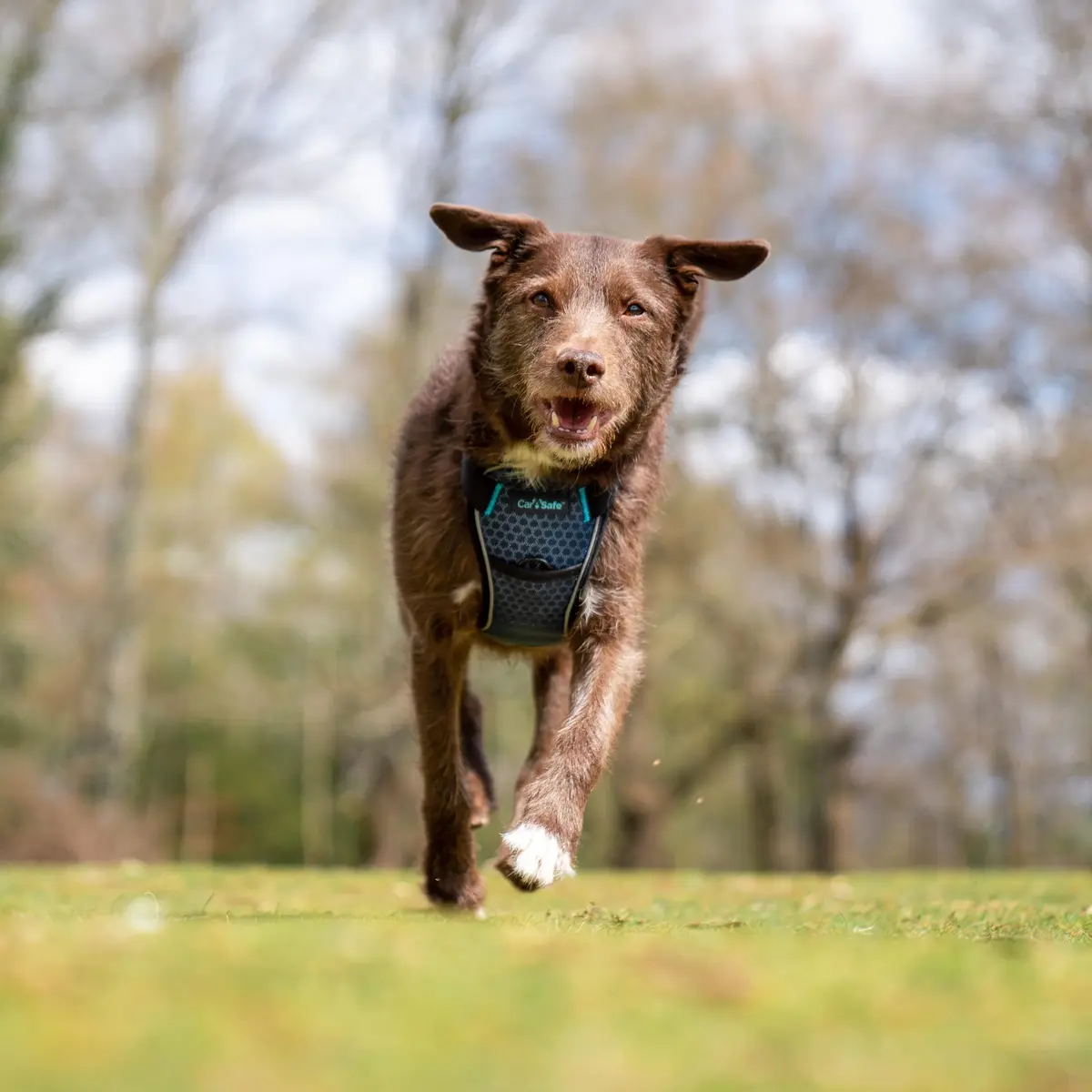 Carsafe Crash Tested Dog Safety Harness Size S | Certified Up to 32kg/70lbs, Reflective & Breathable - view 3