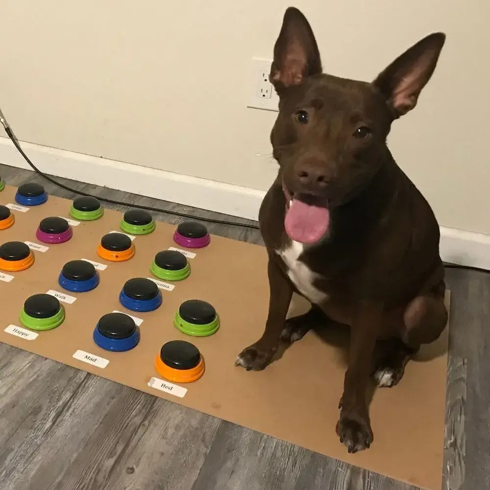 Hunger for Words Talking Pet Starter Set - Dog Buttons for Communication, 4 Recordable Buttons | Developed by Speech Therapist Christina Hunger - view 5