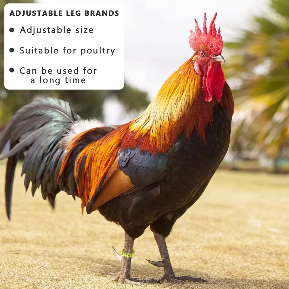 Shappy 120 Pcs Adjustable Chicken Leg Bands Numbered 1-120, 6 Colors | Bulk Farm Management & Wire Organizing - view 5