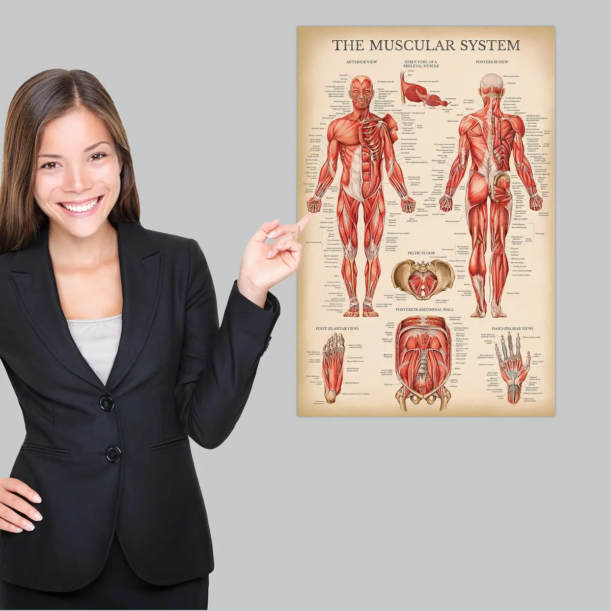 Palace Learning Vintage Muscular System Anatomical Chart - Human Muscle Anatomy Poster 46cm x 61cm (18" x 24") | Laminated Tear-Resistant Educational Display - view 2