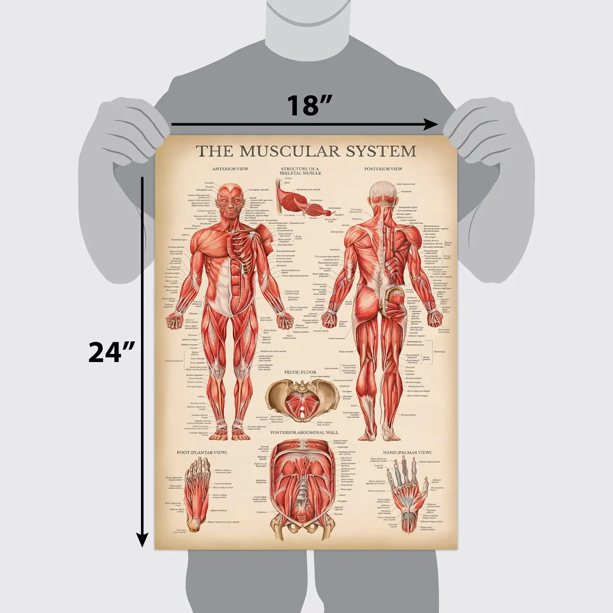Palace Learning Vintage Muscular System Anatomical Chart - Human Muscle Anatomy Poster 46cm x 61cm (18" x 24") | Laminated Tear-Resistant Educational Display - view 3
