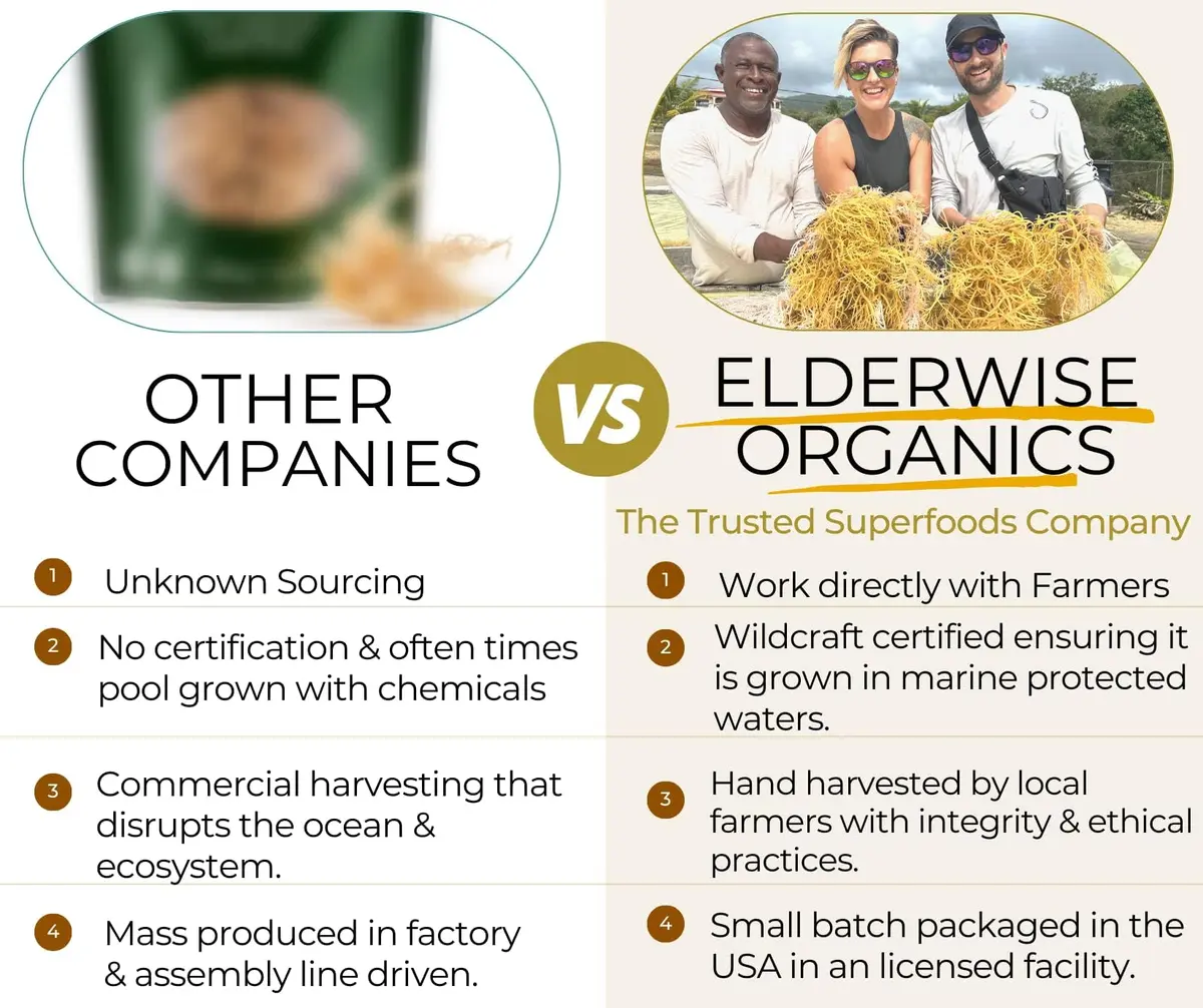 Elderwise Organics Golden Sea Moss 2.5oz (70.87g) | Wildcrafted Gracilaria for Gel & Smoothies - view 4