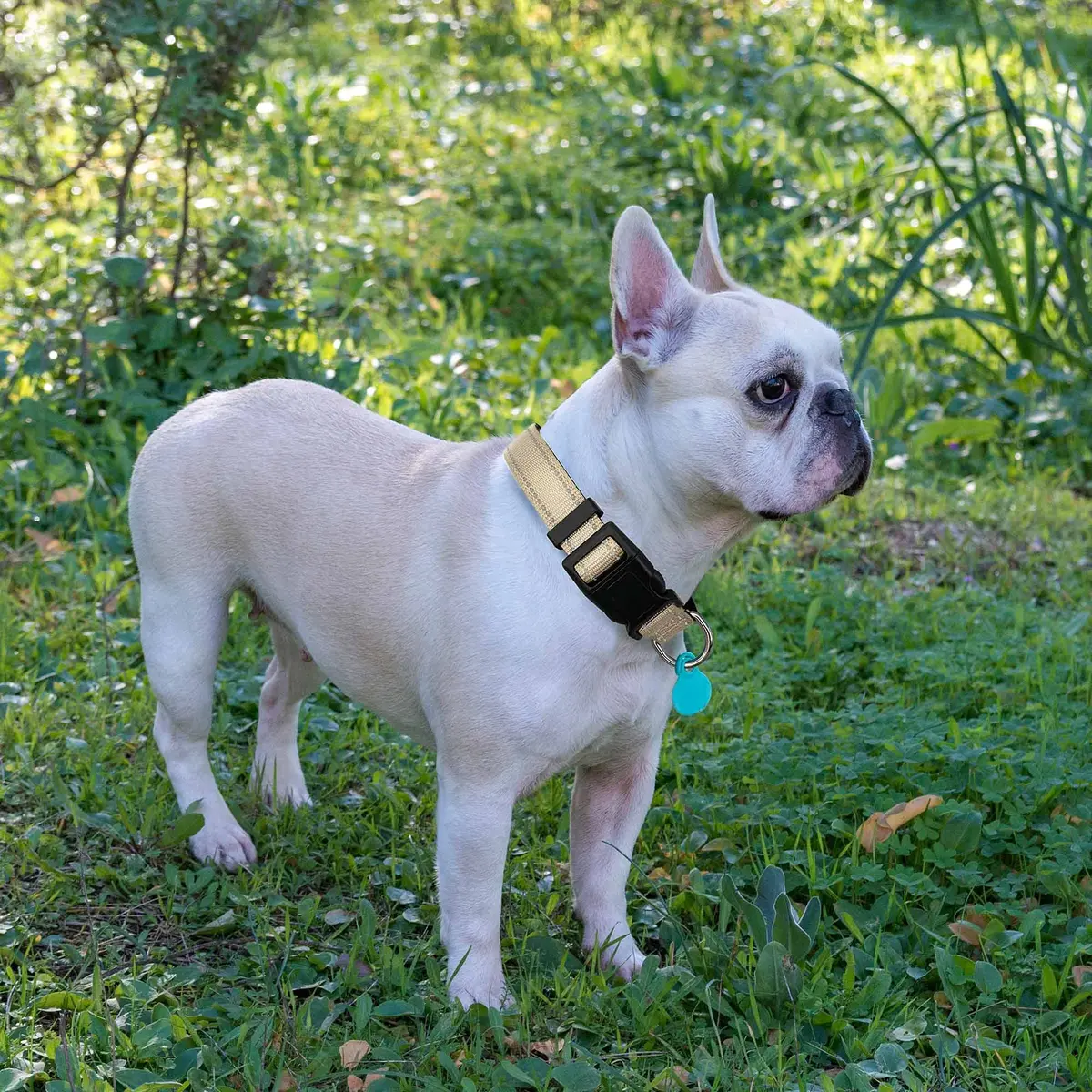 ladoogo Reflective Dog Collar Large Beige | Padded with Soft Neoprene, Breathable & Reflective - view 4