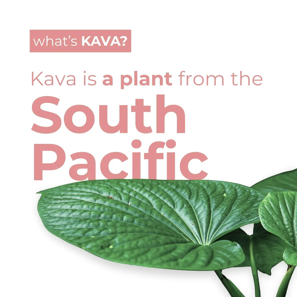 LEILO Kava Powered Sparkling Relaxation Drink | Raspberry Hibiscus | 12 fl oz Can (Pack of 12) for Calm & Social Ease - view 3