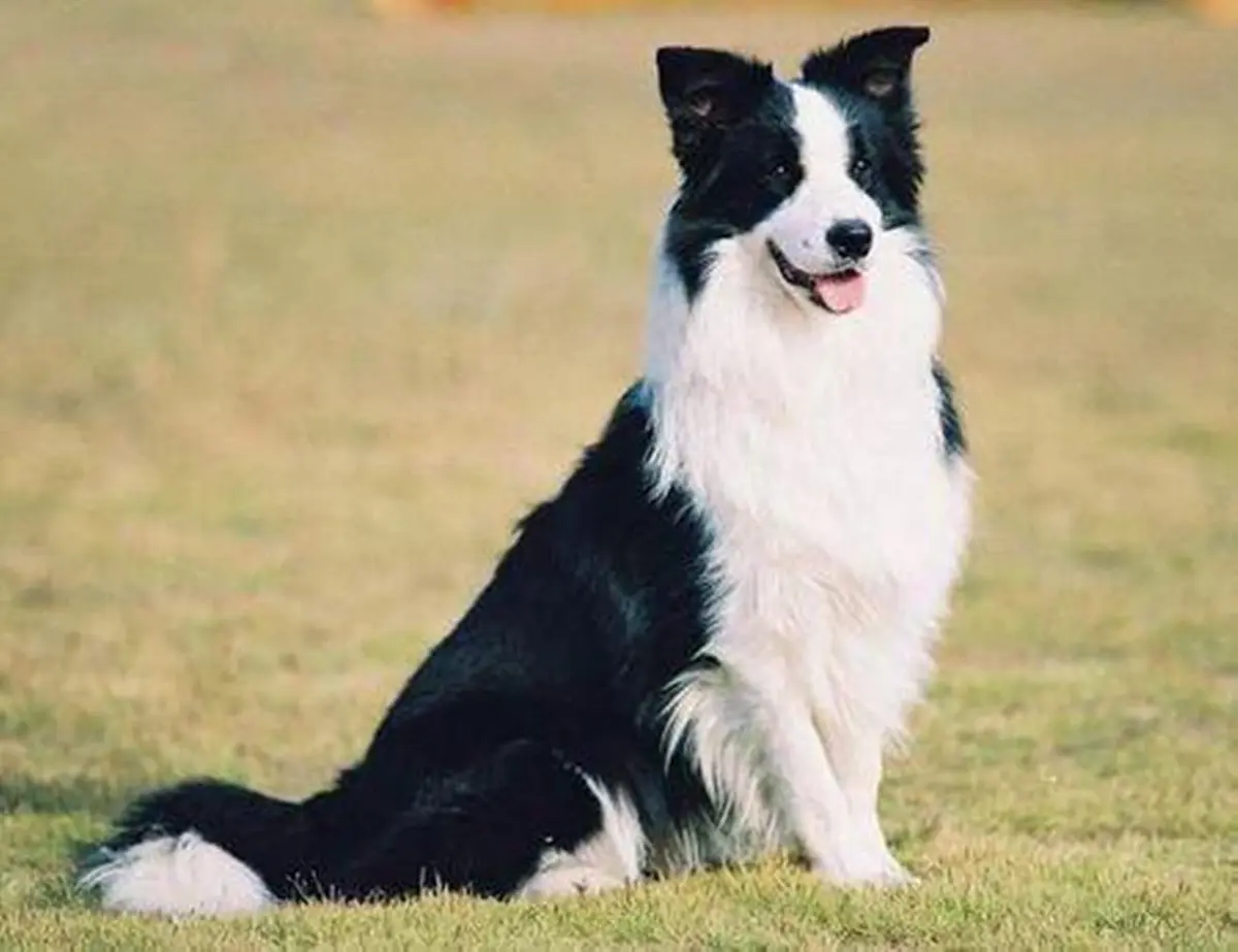 ZHONGXIN MADE Border Collie Realistic Plush Toy 25.4cm (10 inches) | ASTM-Tested Toy Figure - view 2
