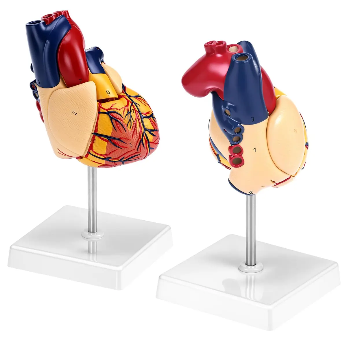 QWORK Life Size Human Heart Model, Anatomically Accurate 2-Part Model with Detachable Wall - view 5