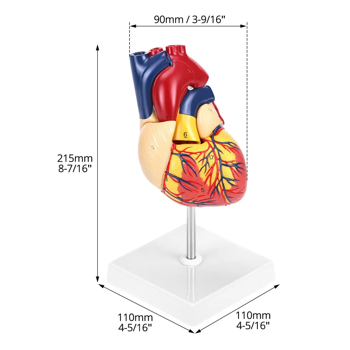 QWORK Life Size Human Heart Model, Anatomically Accurate 2-Part Model with Detachable Wall - view 6