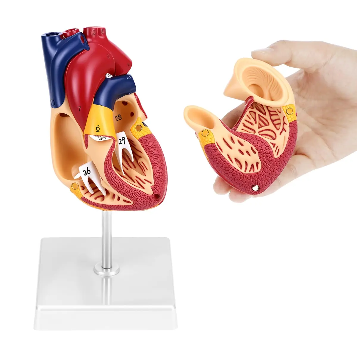 QWORK Life Size Human Heart Model, Anatomically Accurate 2-Part Model with Detachable Wall - view 2