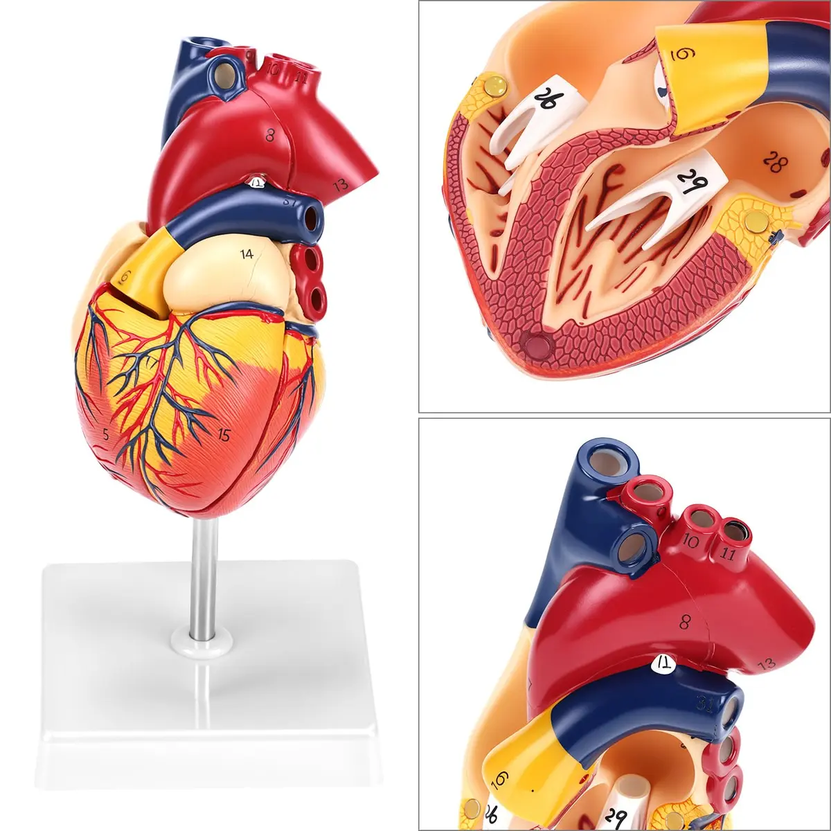 QWORK Life Size Human Heart Model, Anatomically Accurate 2-Part Model with Detachable Wall - view 3