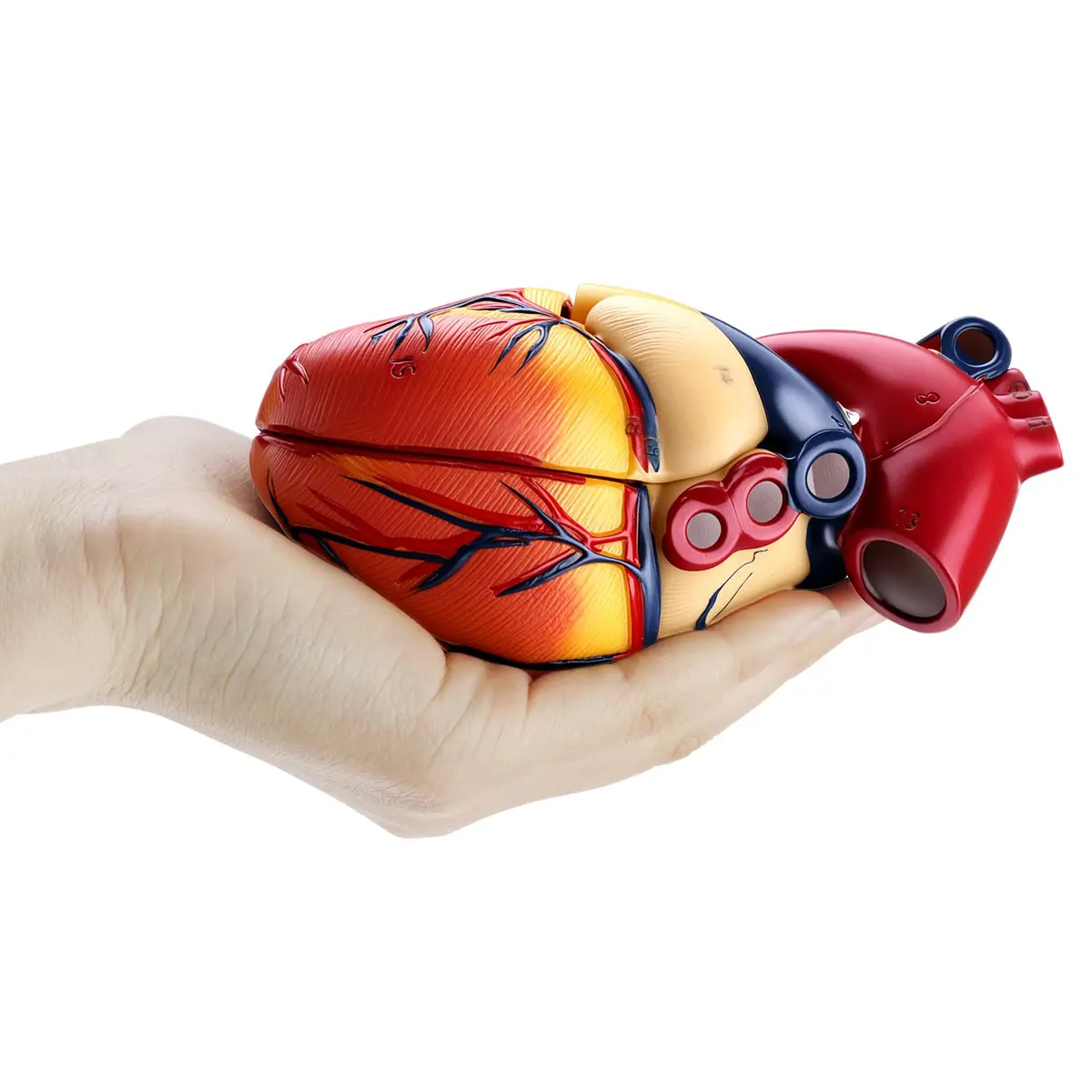QWORK Life Size Human Heart Model, Anatomically Accurate 2-Part Model with Detachable Wall - view 4