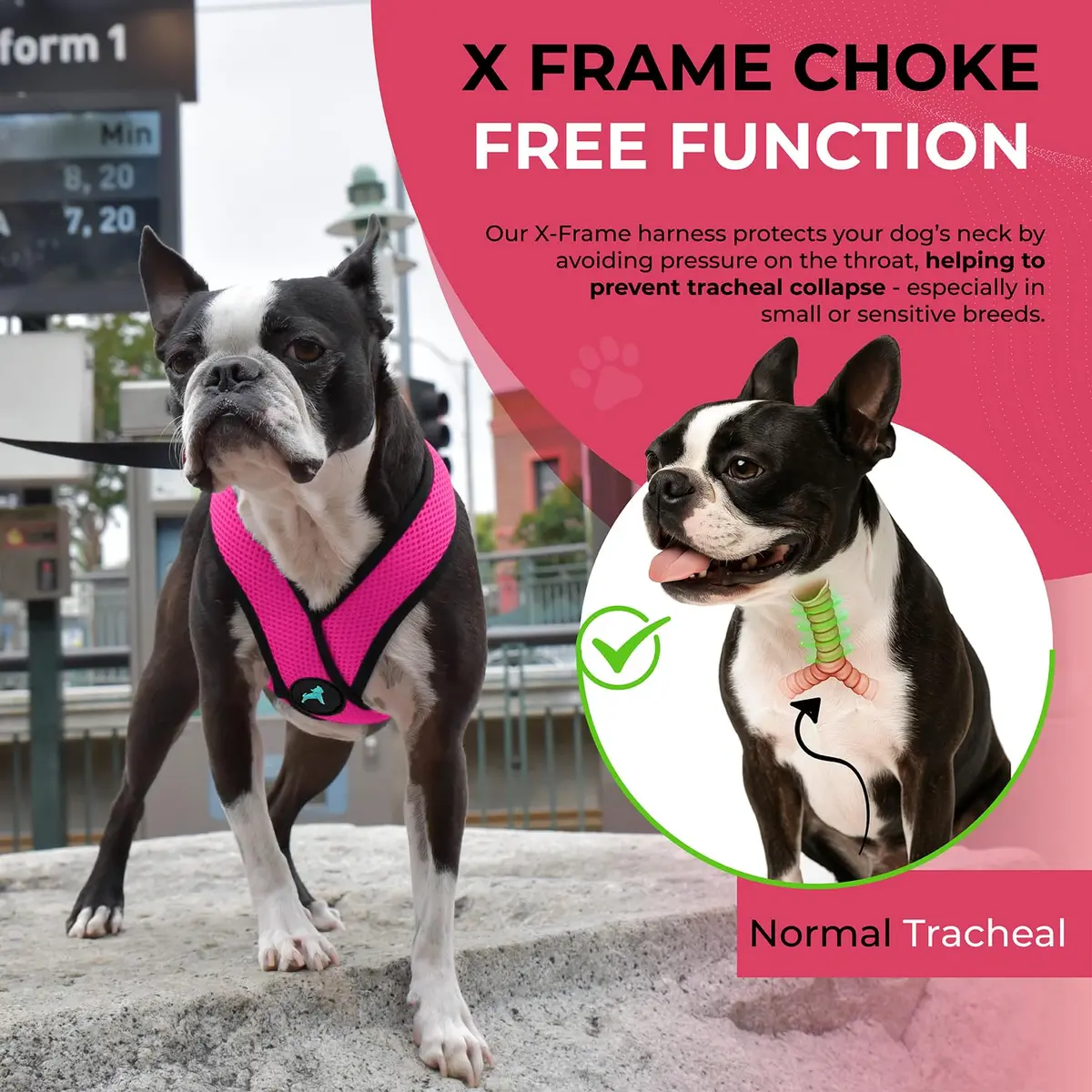 Gooby Comfort X Head-in Dog Harness, Choke-Free, Flamingo Pink, Large (17-22.5" Chest) - view 5