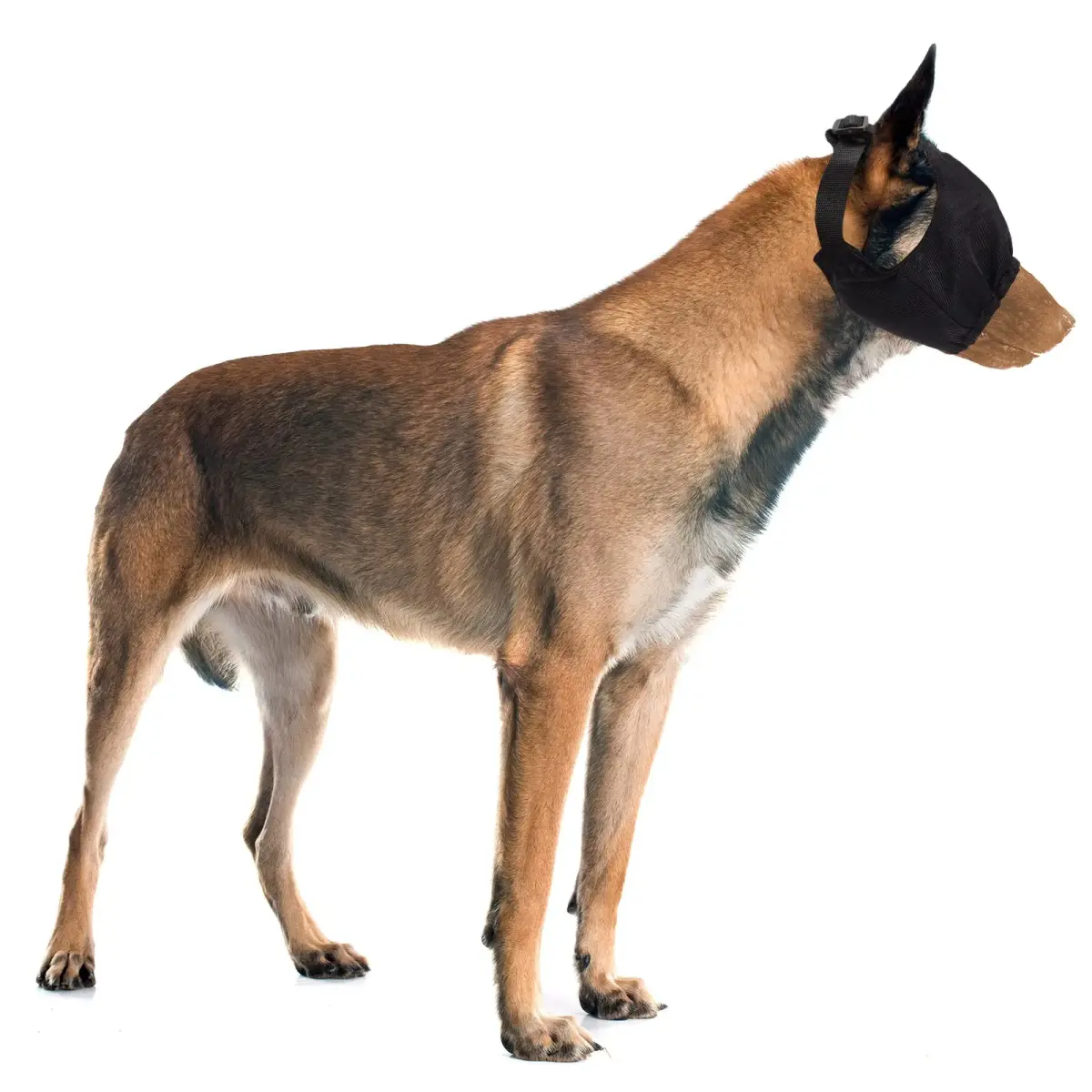 Xuniea Dog Calming Cap Blindfold Shading Large | Anxiety Eye Cover for Grooming & Travel - main product image
