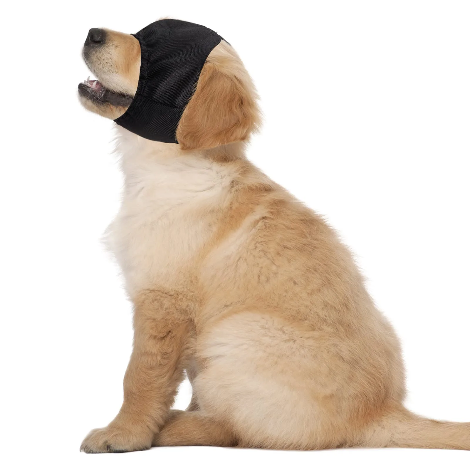 Pet Apparel