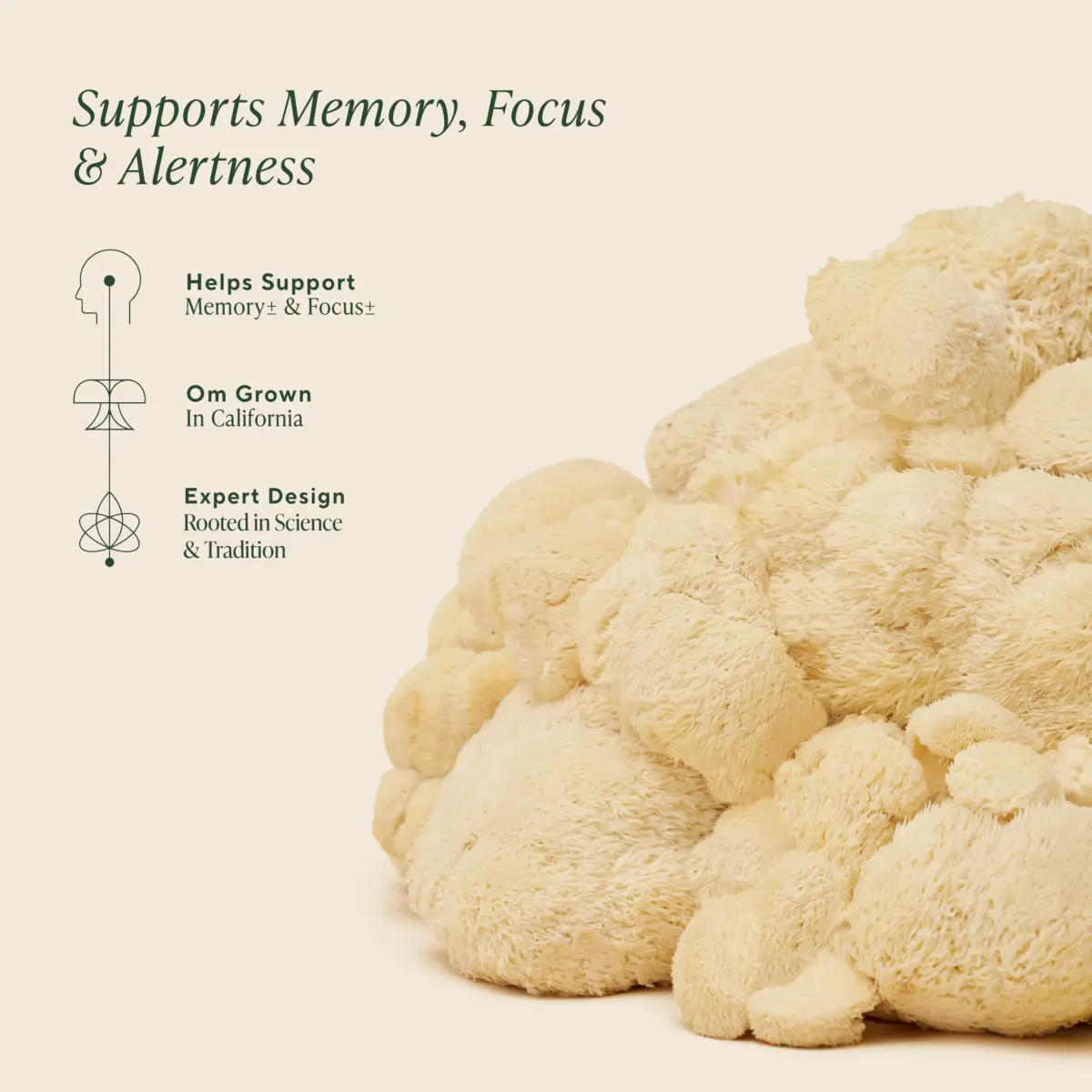 OM Mushroom Superfood Organic Lion's Mane Powder 200g (7.05 oz) | Supports Memory, Focus & Nerve Health - view 3