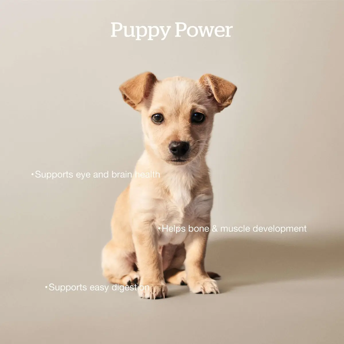 Now Fresh Grain-Free Small Breed Puppy Food with Turkey, Salmon & Duck | Supports Growth & Digestion in India - view 2