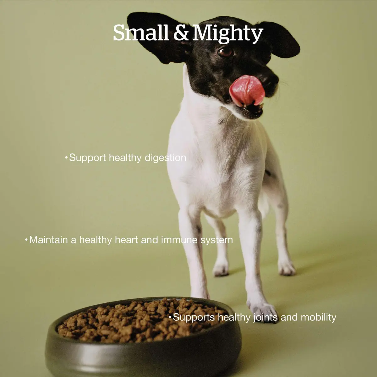 Now Fresh Small Breed Senior Dry Dog Food, Turkey, Salmon & Duck, 12 lb | Grain-Free, Supports Joints & Digestion - view 2