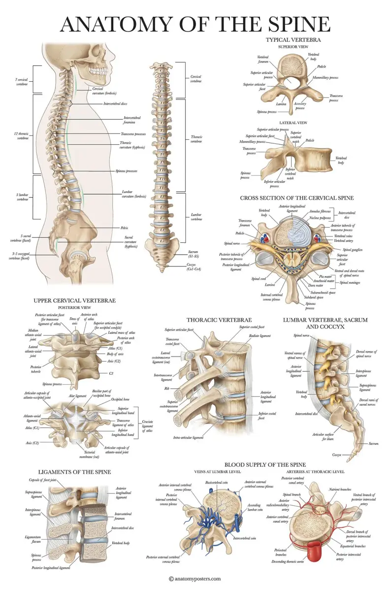 Palace Learning Anatomical Poster Set - Muscular, Skeletal, Ligaments, Spine Charts - Laminated 45x60 cm (18" x 24") | Educational Wall Art for Classrooms - view 6