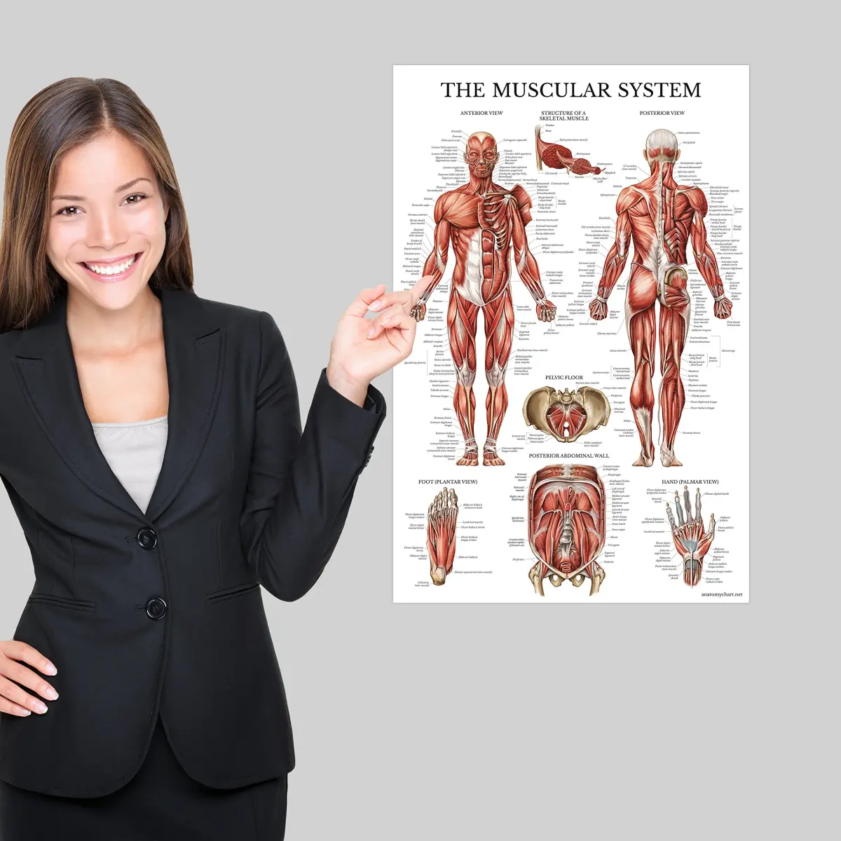 Palace Learning Anatomical Poster Set - Muscular, Skeletal, Ligaments, Spine Charts - Laminated 45x60 cm (18" x 24") | Educational Wall Art for Classrooms - view 7