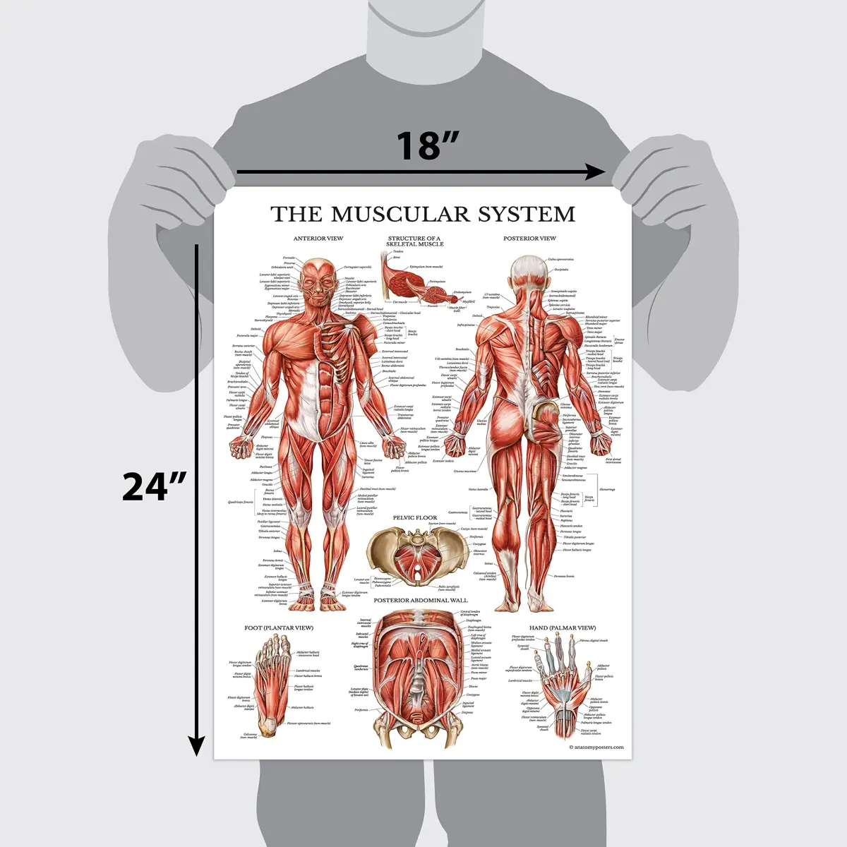 Palace Learning Anatomical Poster Set - Muscular, Skeletal, Ligaments, Spine Charts - Laminated 45x60 cm (18" x 24") | Educational Wall Art for Classrooms - view 2