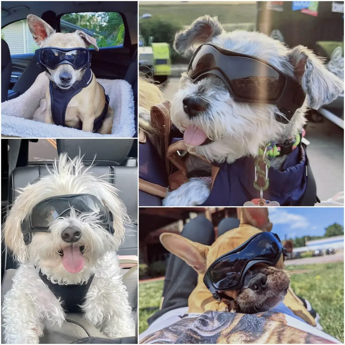 Enjoying Black Pet Apparel Dog Goggles UV Protection for Medium Breeds | Windproof & Adjustable - view 2