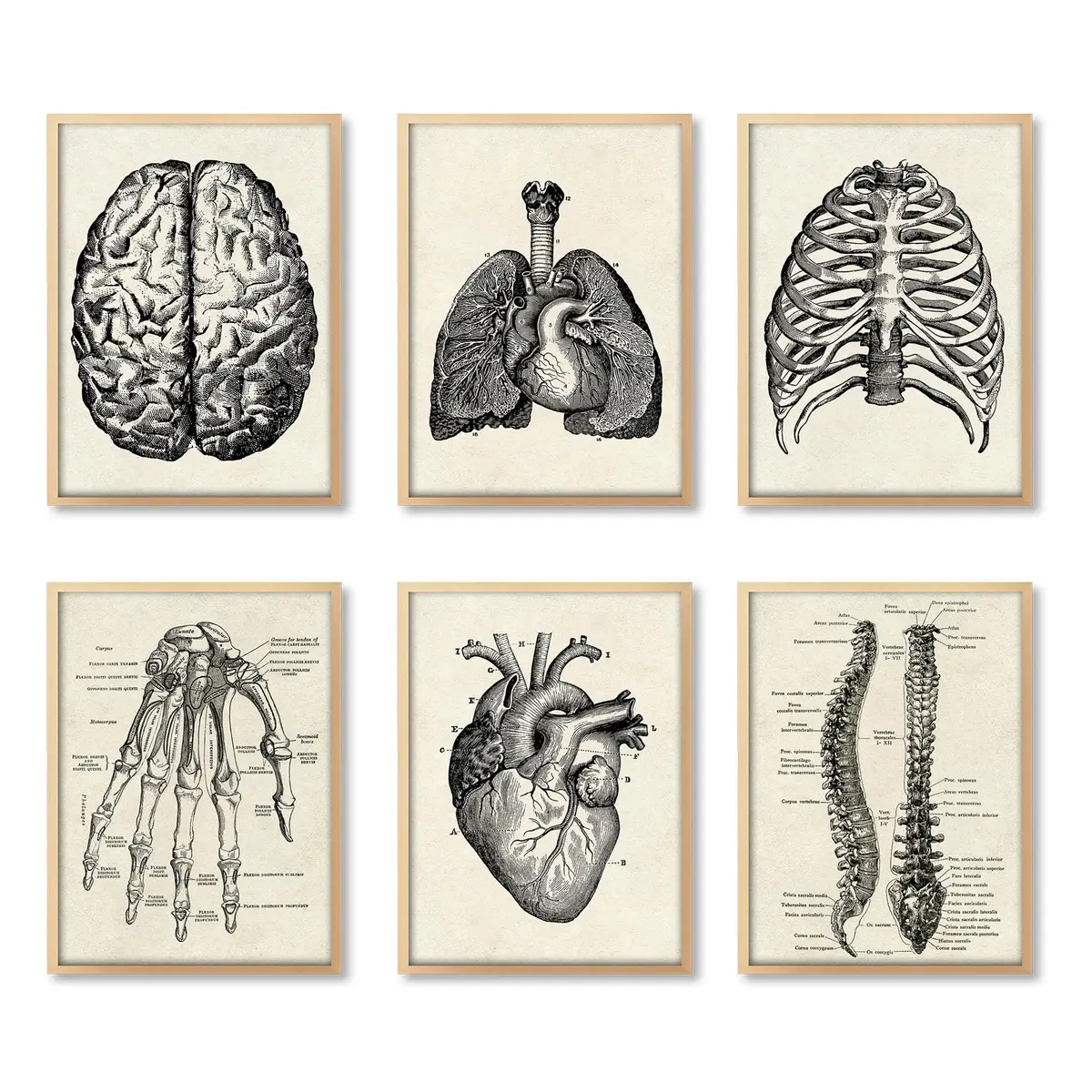 Ohhvvow Human Anatomy Wall Art Set of 6 Canvas Prints 8"x10" | Medical Skeleton Decor for Study & Office - main product image