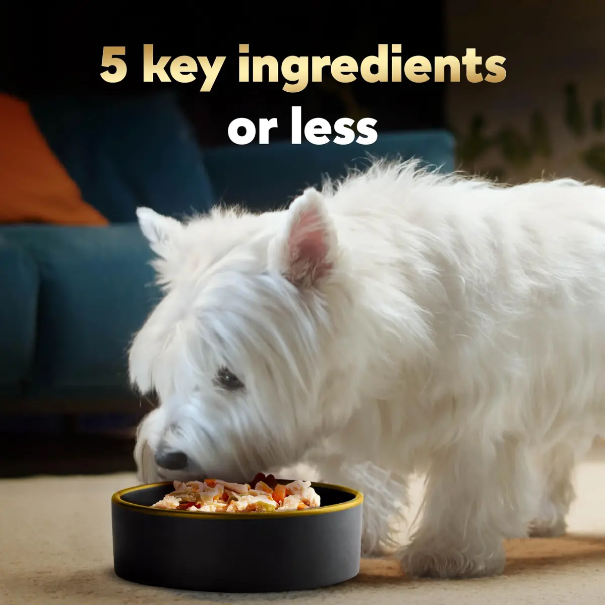 Cesar Simply Crafted Wet Dog Food Toppers, Chicken, 1.3 oz, 24 Count | Real Chicken, Easy Digest, Gourmet Meal Supplement - view 3