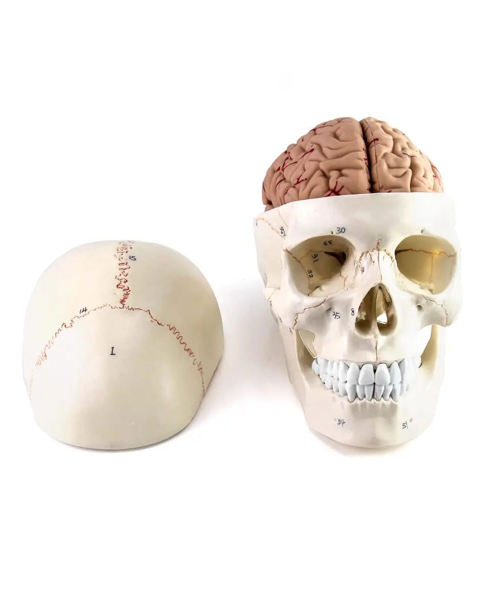 QWORK Human Skull and Brain Anatomy Model, 11 Parts, Life Size, Numbered, Anatomically Accurate, PVC (1.58 kg / 3.48 lb) - main product image