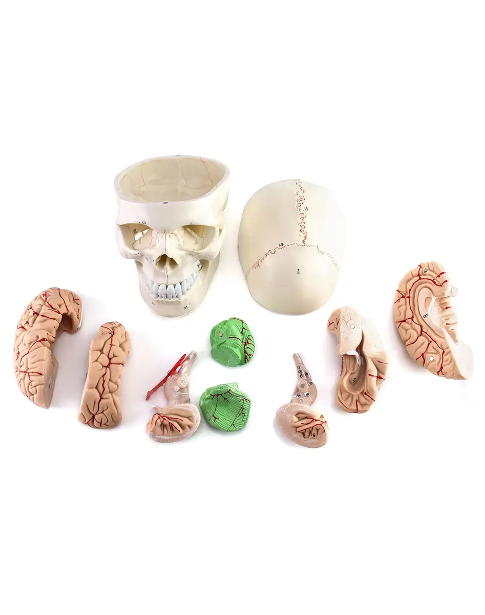 QWORK Human Skull and Brain Anatomy Model, 11 Parts, Life Size, Numbered, Anatomically Accurate, PVC (1.58 kg / 3.48 lb) - view 5
