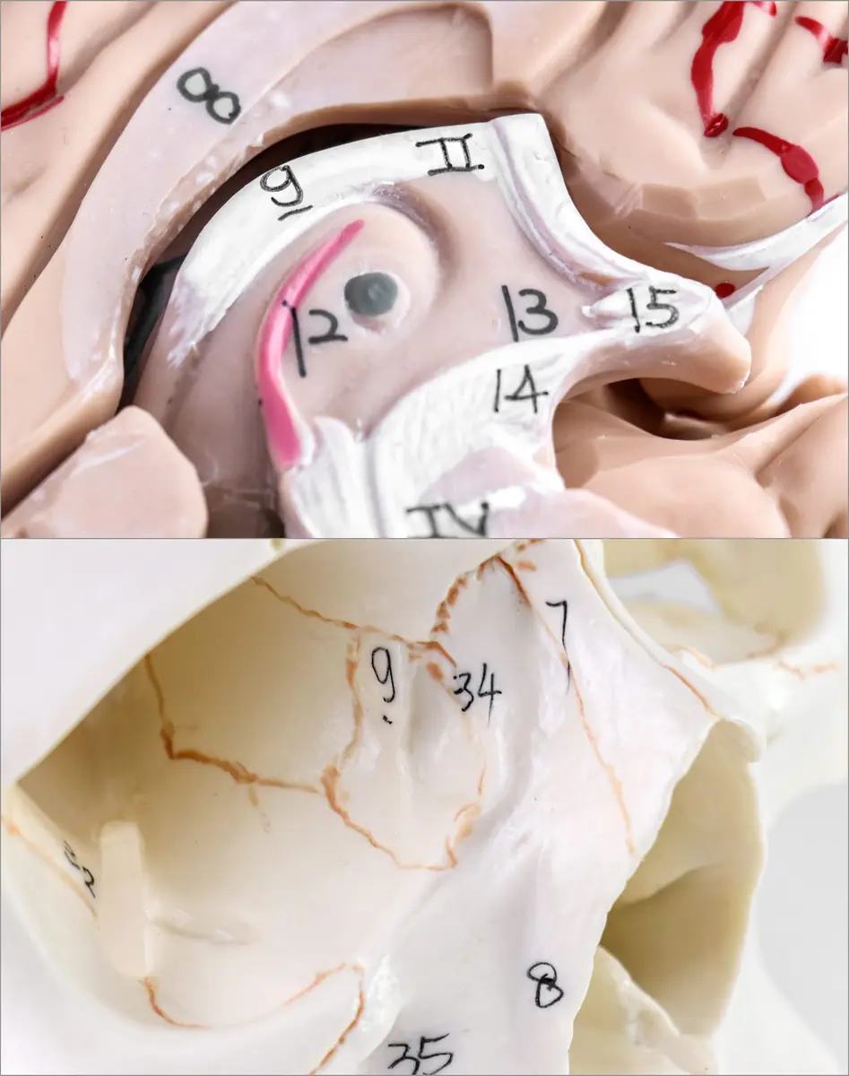 QWORK Human Skull and Brain Anatomy Model, 11 Parts, Life Size, Numbered, Anatomically Accurate, PVC (1.58 kg / 3.48 lb) - view 6