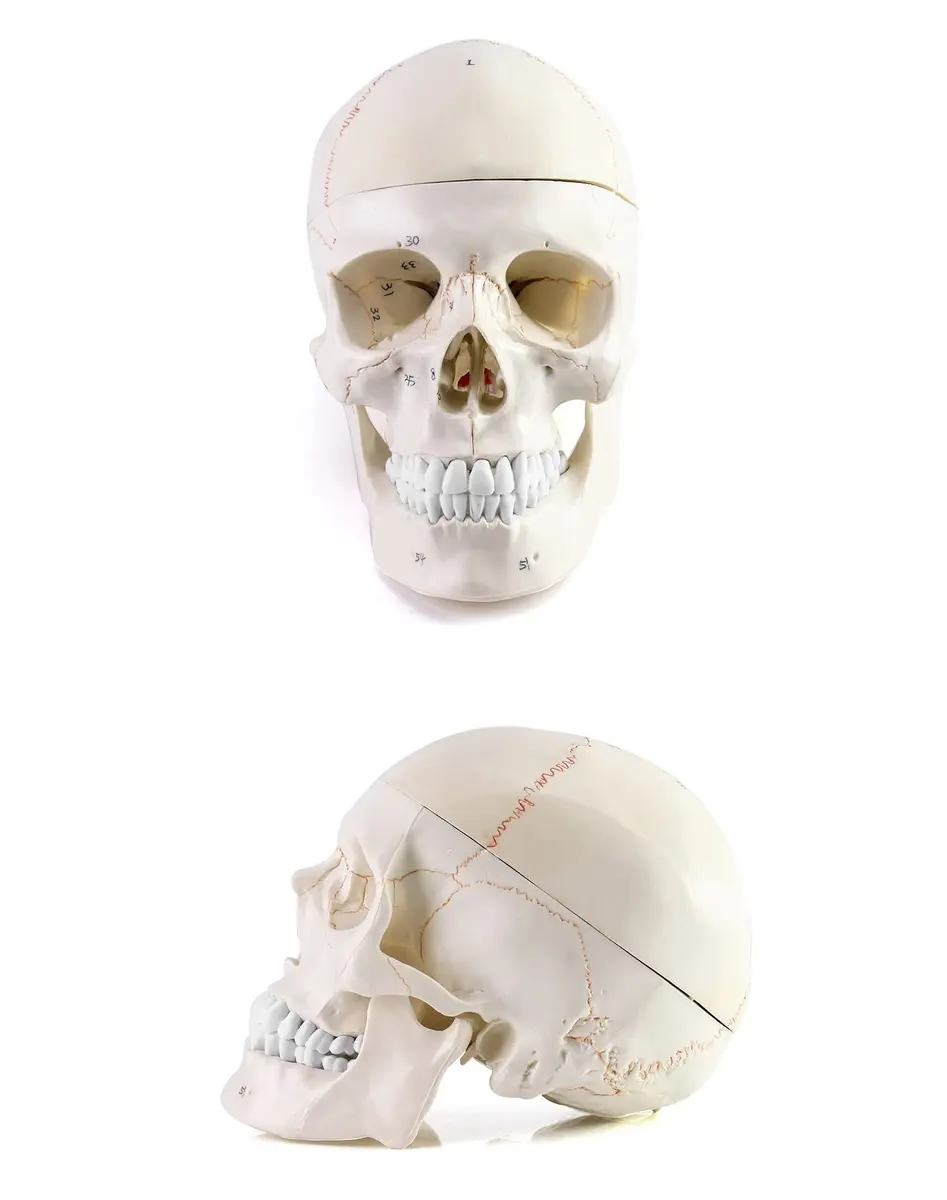 QWORK Human Skull and Brain Anatomy Model, 11 Parts, Life Size, Numbered, Anatomically Accurate, PVC (1.58 kg / 3.48 lb) - view 7