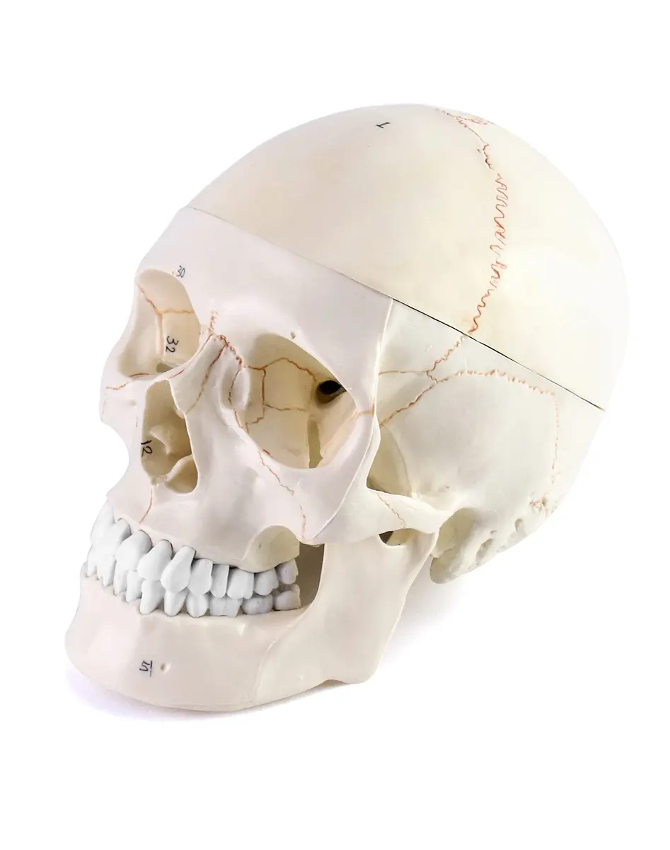 QWORK Human Skull and Brain Anatomy Model, 11 Parts, Life Size, Numbered, Anatomically Accurate, PVC (1.58 kg / 3.48 lb) - view 8