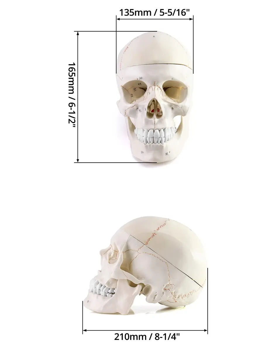 QWORK Human Skull and Brain Anatomy Model, 11 Parts, Life Size, Numbered, Anatomically Accurate, PVC (1.58 kg / 3.48 lb) - view 2
