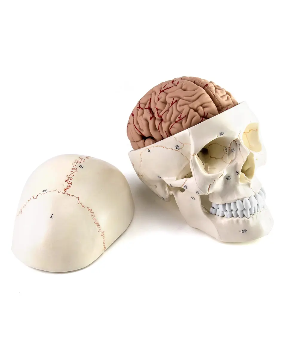 QWORK Human Skull and Brain Anatomy Model, 11 Parts, Life Size, Numbered, Anatomically Accurate, PVC (1.58 kg / 3.48 lb) - view 3