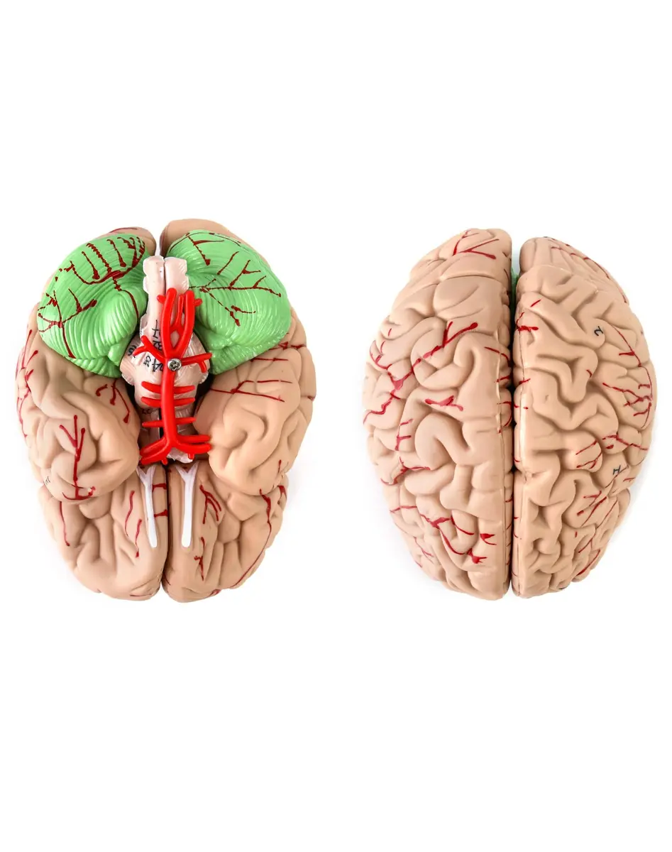QWORK Human Skull and Brain Anatomy Model, 11 Parts, Life Size, Numbered, Anatomically Accurate, PVC (1.58 kg / 3.48 lb) - view 4