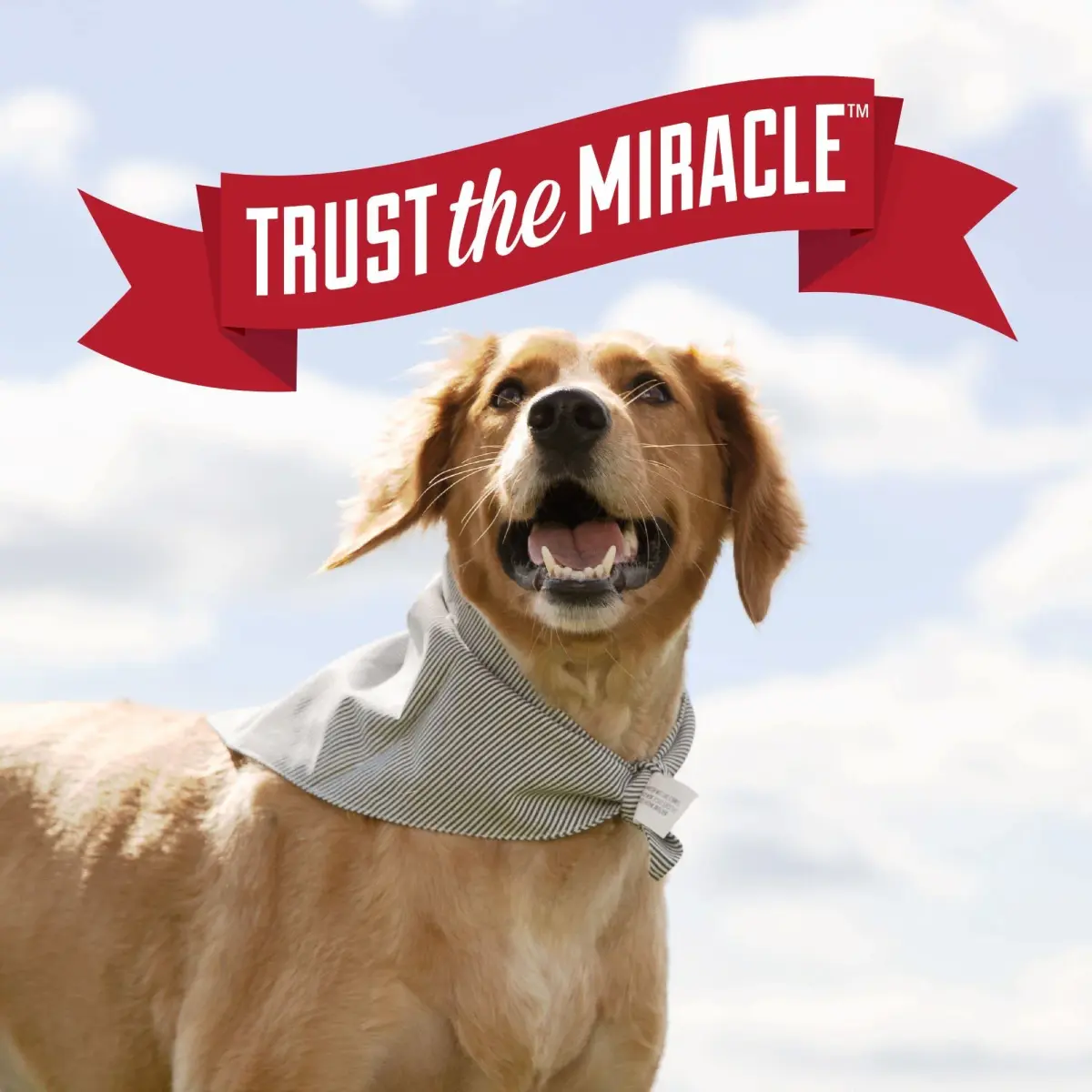 Nature's Miracle Dog Urine Destroyer Plus Foam 492ml (17.5 Fl Oz) | Enzymatic Cleaner for Tough Dog Urine Stains - view 8