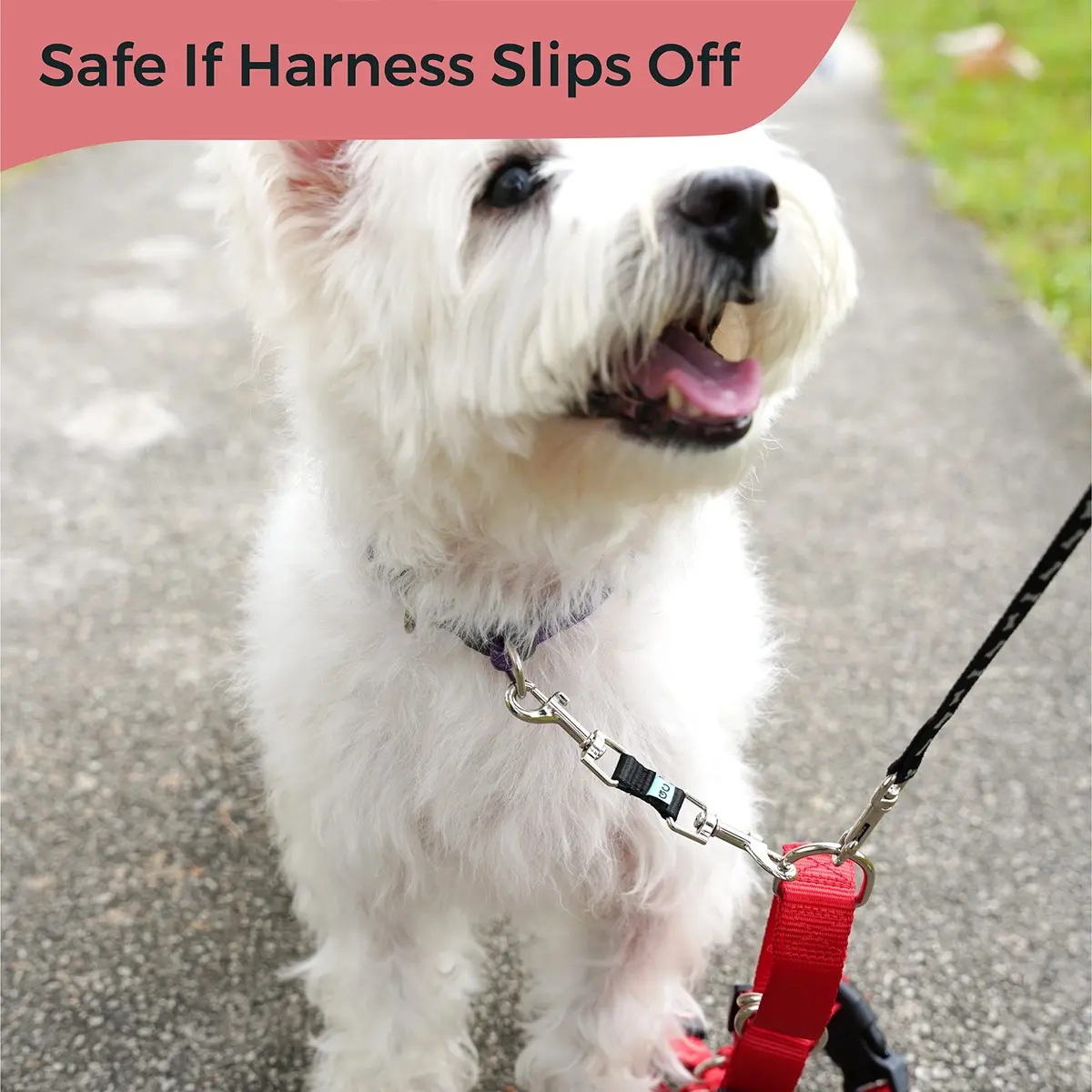 Gentle Creatures Collar Companion Mini Dog Safety Backup Clip 12cm (4.7in) | Prevents Escapes for Small Dogs - view 5