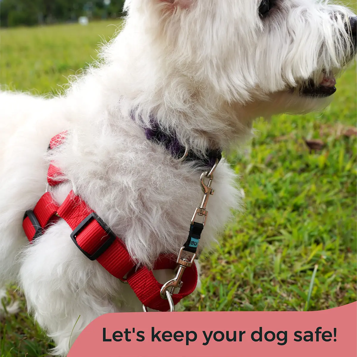 Gentle Creatures Collar Companion Mini Dog Safety Backup Clip 12cm (4.7in) | Prevents Escapes for Small Dogs - view 6