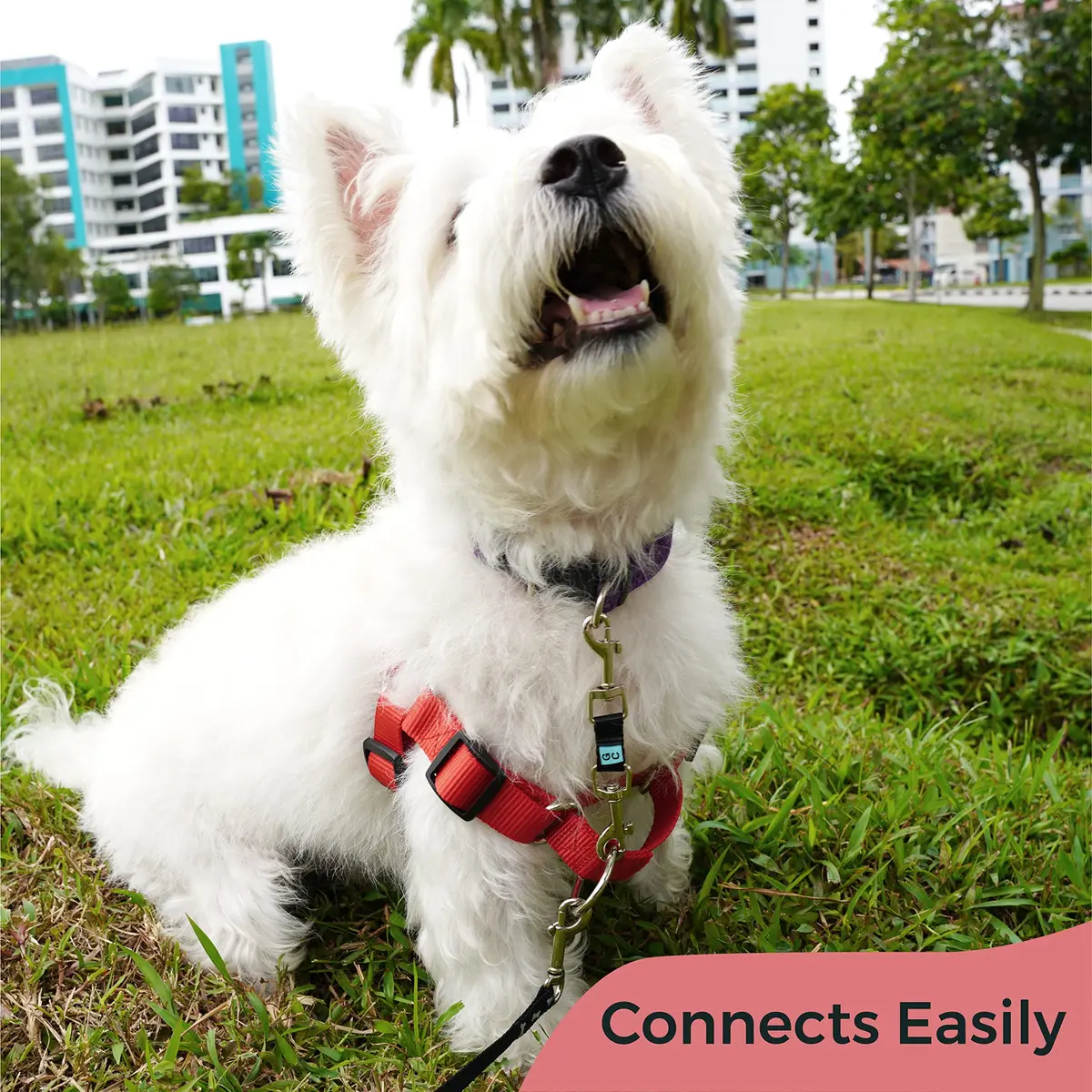 Gentle Creatures Collar Companion Mini Dog Safety Backup Clip 12cm (4.7in) | Prevents Escapes for Small Dogs - view 4