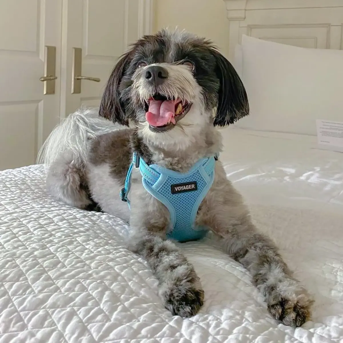 Best Pet Supplies Voyager Step-In Mesh Dog Harness & Leash Set, XL (Baby Blue) | No-Pull, Breathable, Reflective - view 7