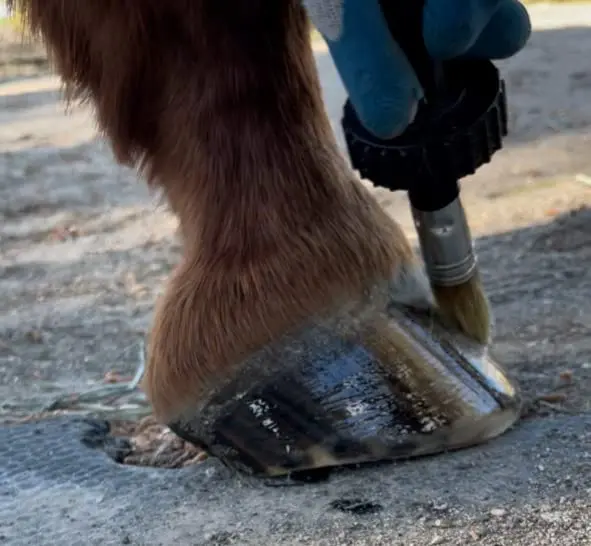 Pure Sole Hoof Oil - All Natural Horse Hoof Conditioner with Brush Applicator 16 fl oz | Strengthens & Moisturizes Hooves - view 9